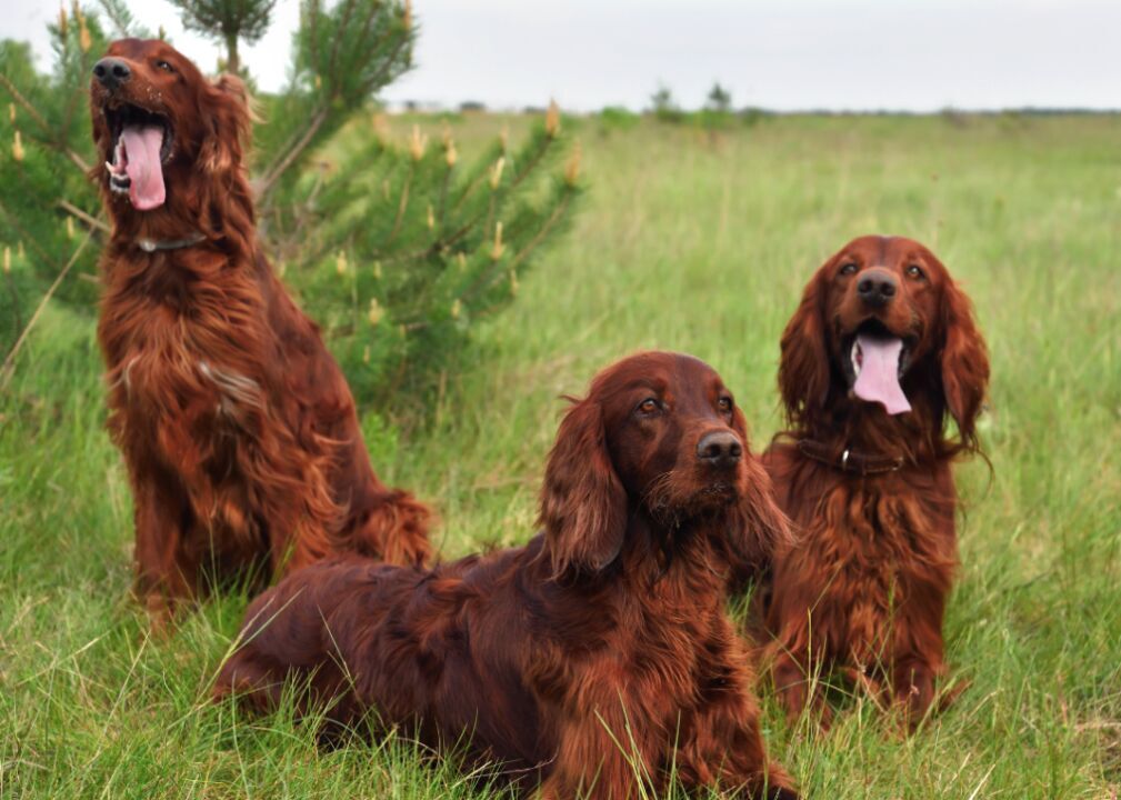 Dog breeds that are consistently popularity